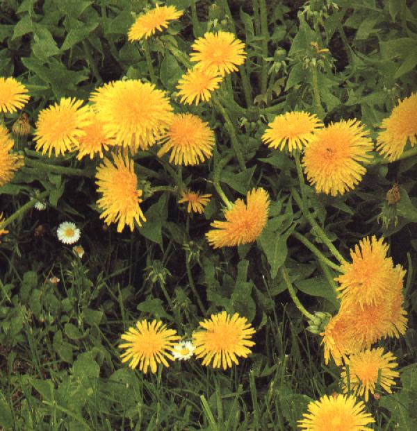  Image name: dente di leone4.jpg 
 width: 600 pixel 
 height: 621 pixel 
 Size: 95366 bytes 
 Click to enlarge 